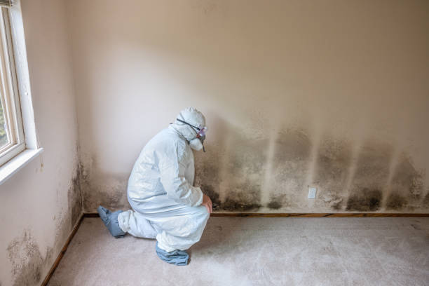 Best Real Estate Mold Inspection  in Pennsboro, WV
